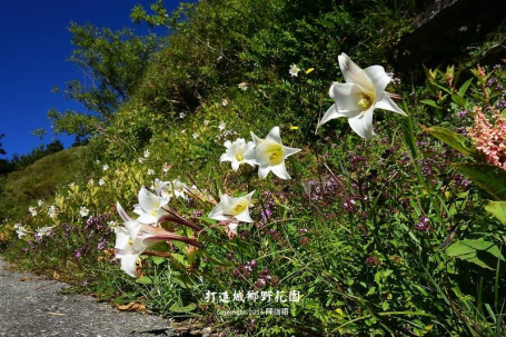 爛醉四季野草花－春夏低中海拔篇