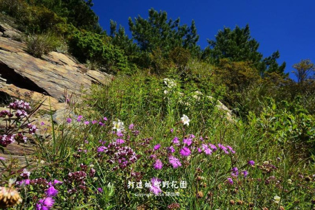 走訪春季野草花、學習營造野花園