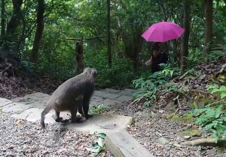 「人猴無礙.共享山林」臺灣獼猴保育宣導講座